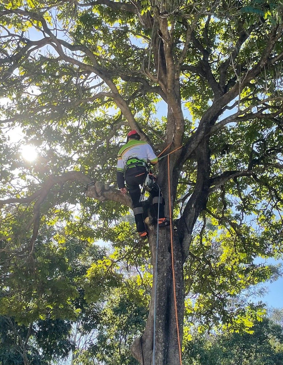 Tree removal wattle grove by treepeeps sydney tree removal wattle grove