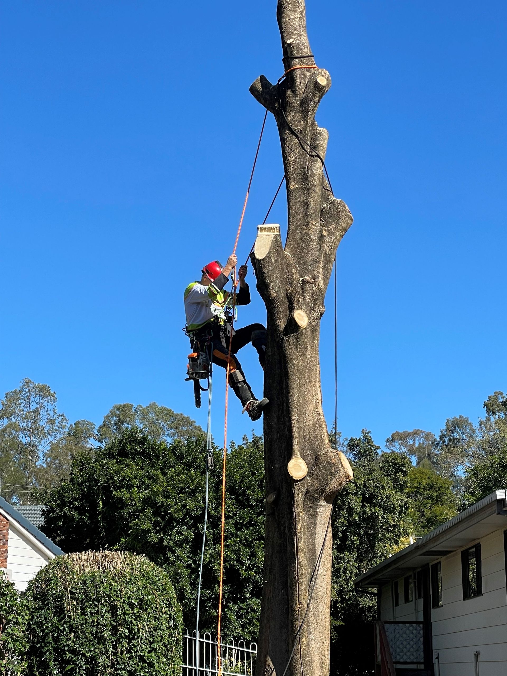 tree removal sydney