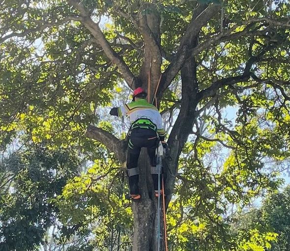 tree services sydney