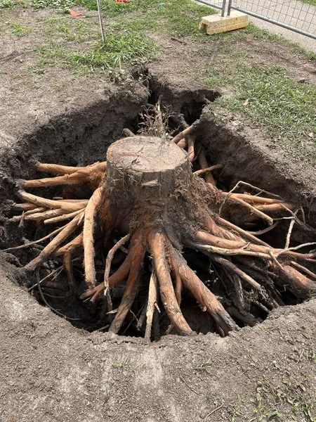 Tree Stump With Exposed Roots in a Square-dug Hole in the Ground — Tyzac Group in Beerwah, QLD