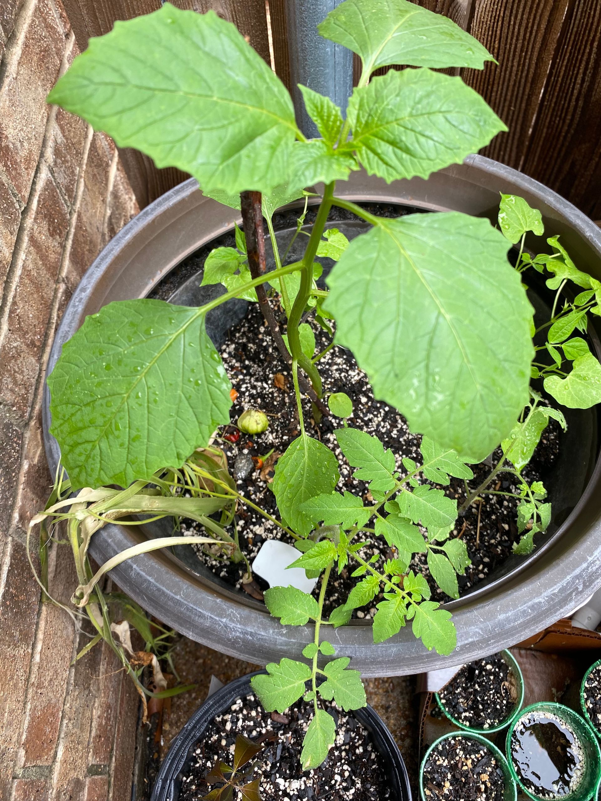 A small plant is growing in a pot on a table.