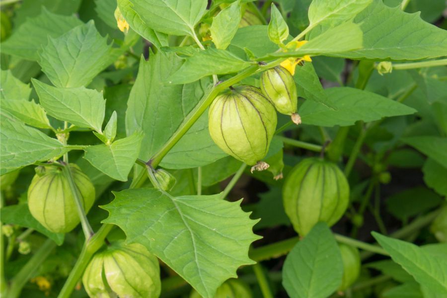 A close up of a plant with green berries growing on it.