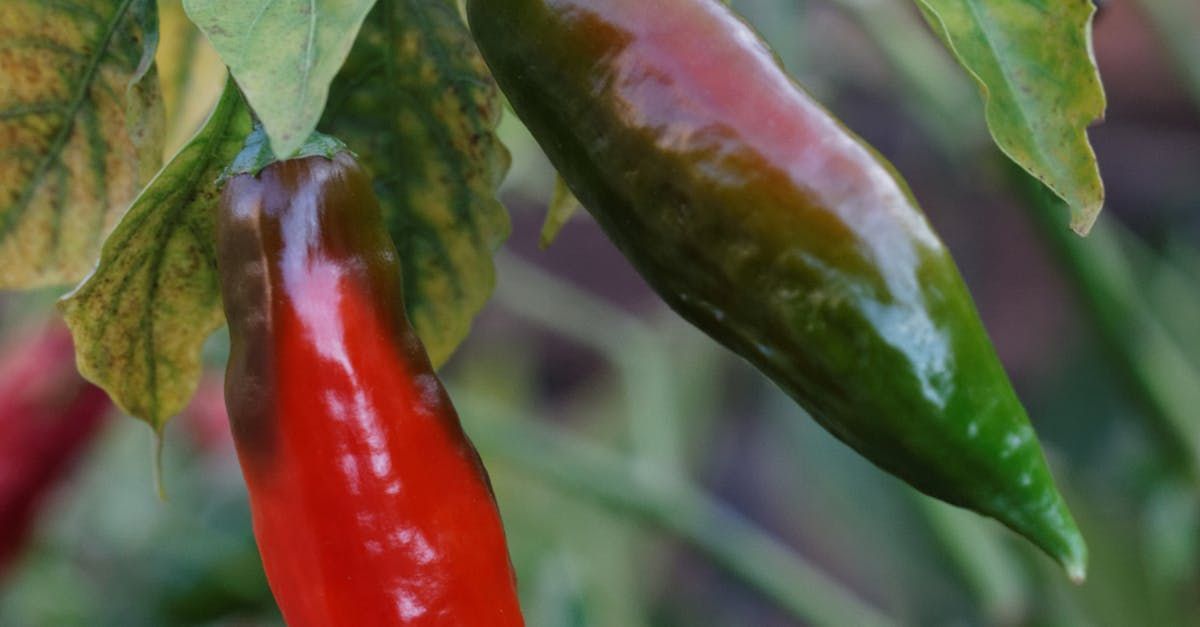 A close up of a red and green pepper growing on a plant.