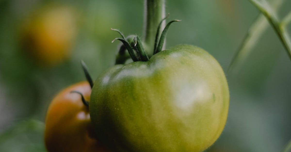 A green tomato is growing on a vine in a garden.