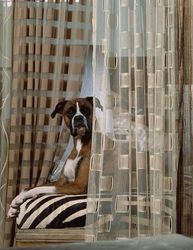 A boxer dog is sitting on a striped pillow behind a curtain.