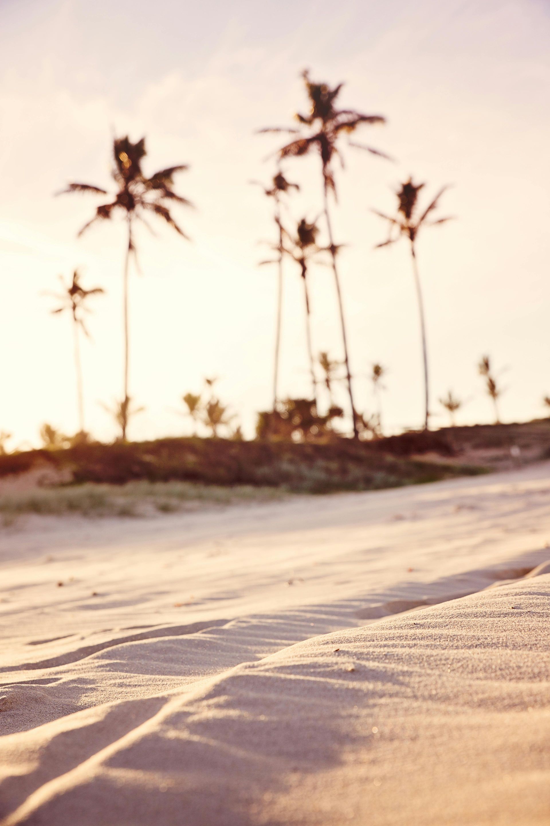 A picture of palm trees on a beach at sunset