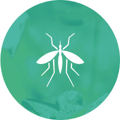 Symbol of insect