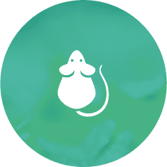 Rodents – rat symbol