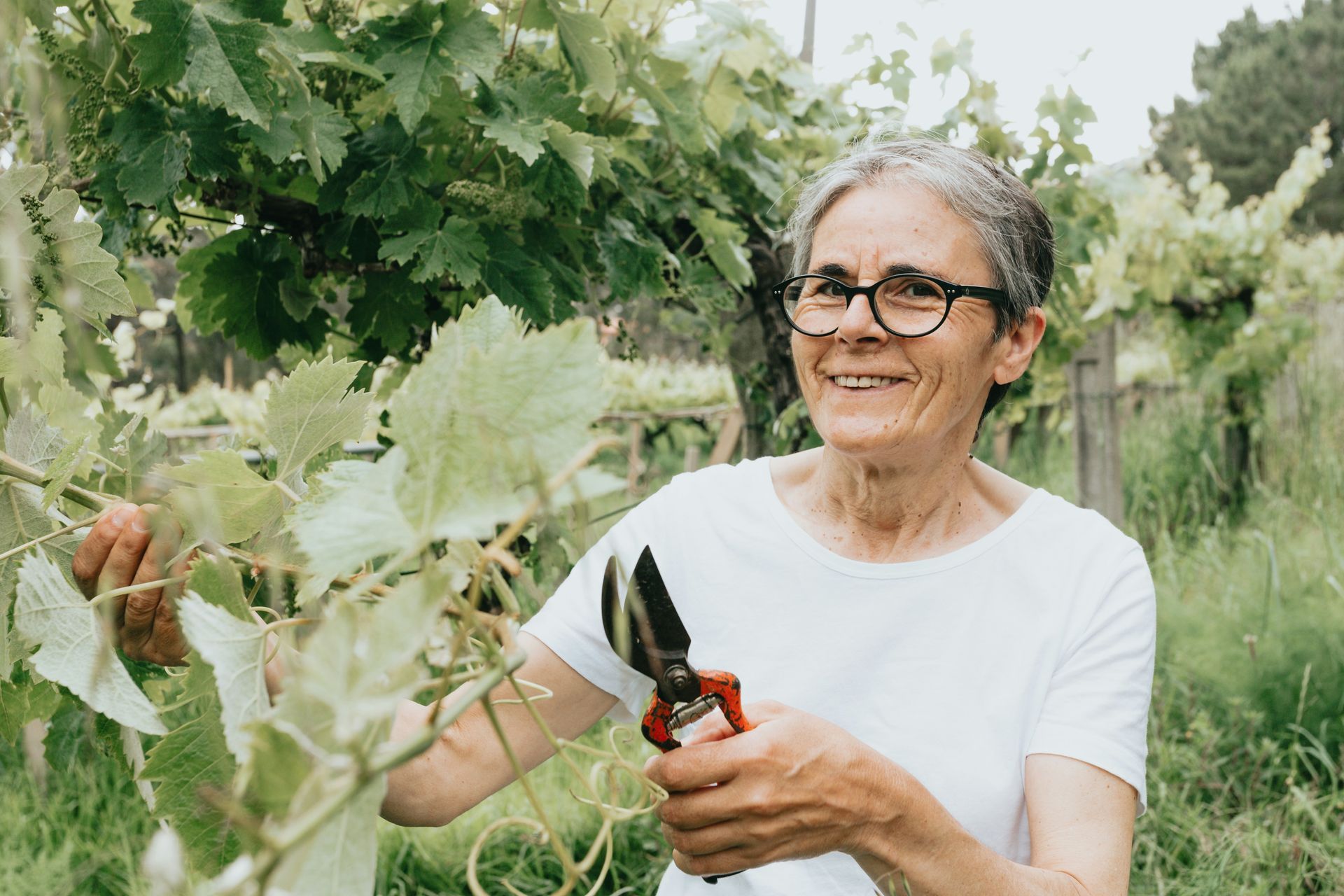 An elderly woman is cutting a vine with scissors in a vineyard.