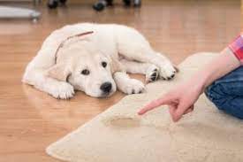 Pet Stain & Odor Removal, pet treatment,  Olympia, Lacey, Yelm, Tumwater, Rainier, Roy and all surrounding areas.