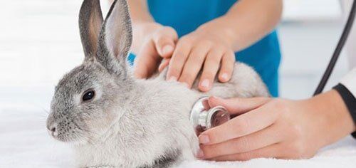 Vet Examining a Bunny with Its Owner — Pet Clinic in Tinley Park, IL