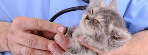 Veterinarian Inspection Kitten — Veterinarian in Tinley, IL