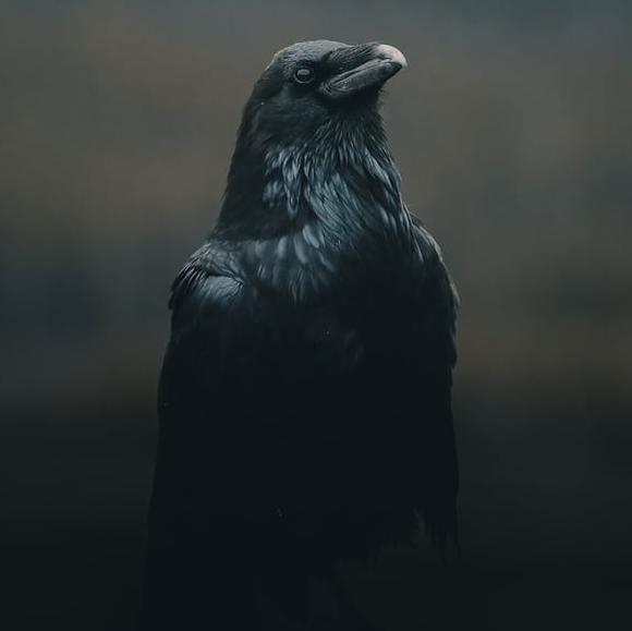 Am I a raven?