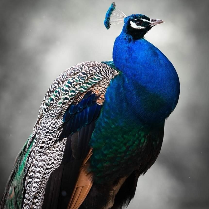 Am I a peacock?