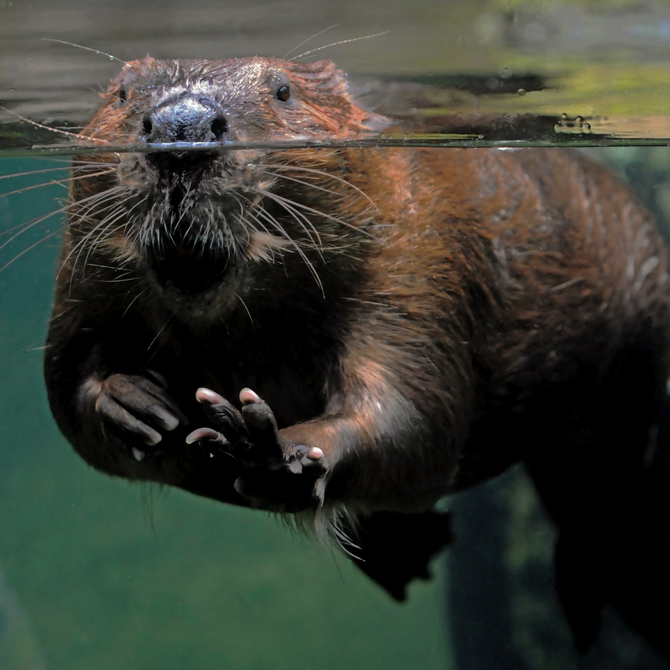 Am I a beaver?