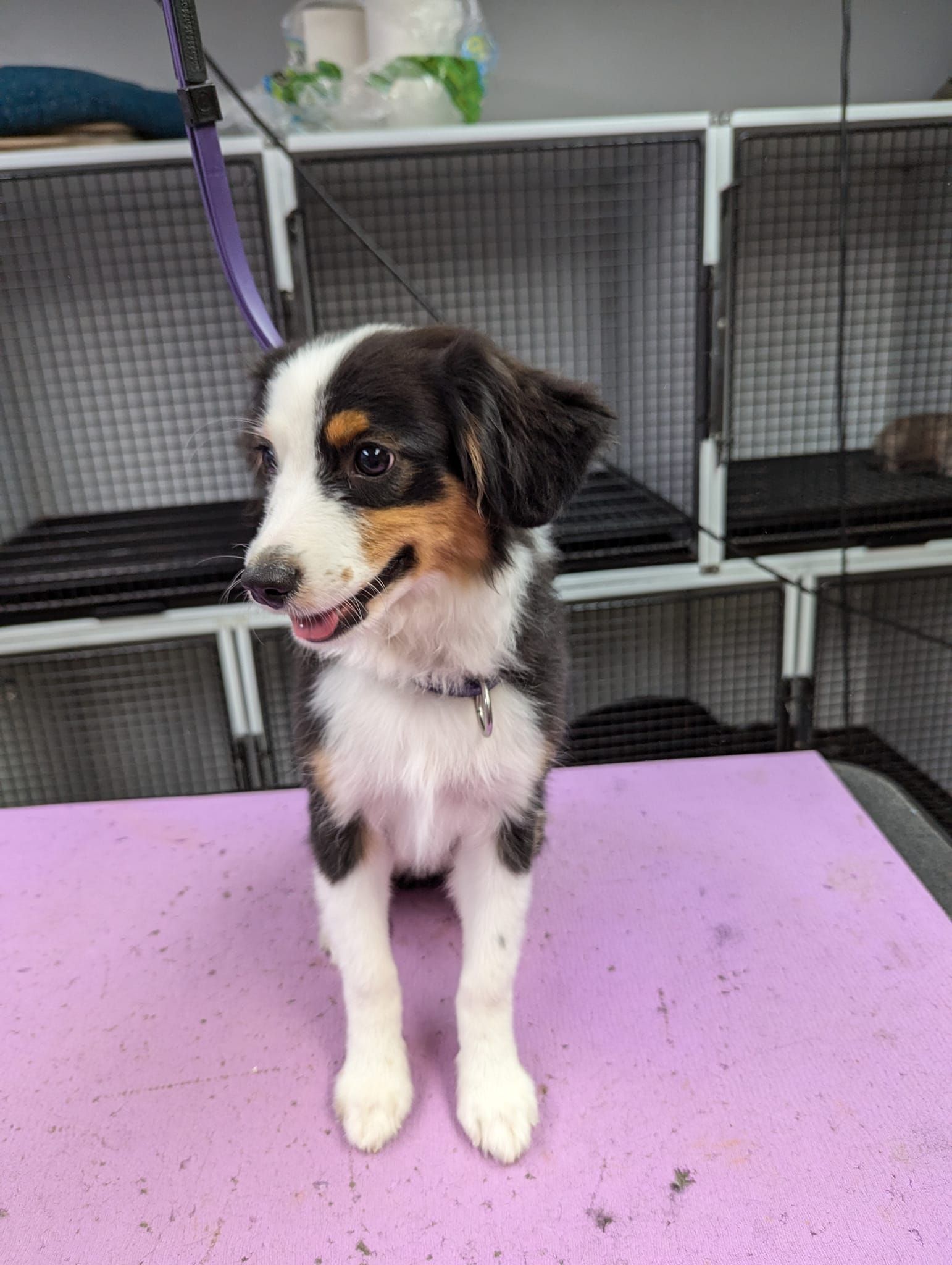 A puppy is sitting on a purple table in a cage.
