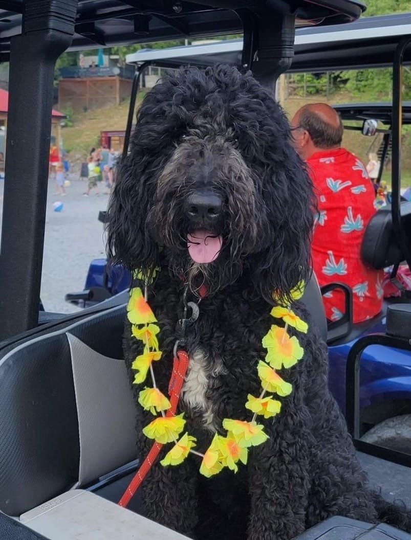 A black dog wearing a lei is sitting in a golf cart