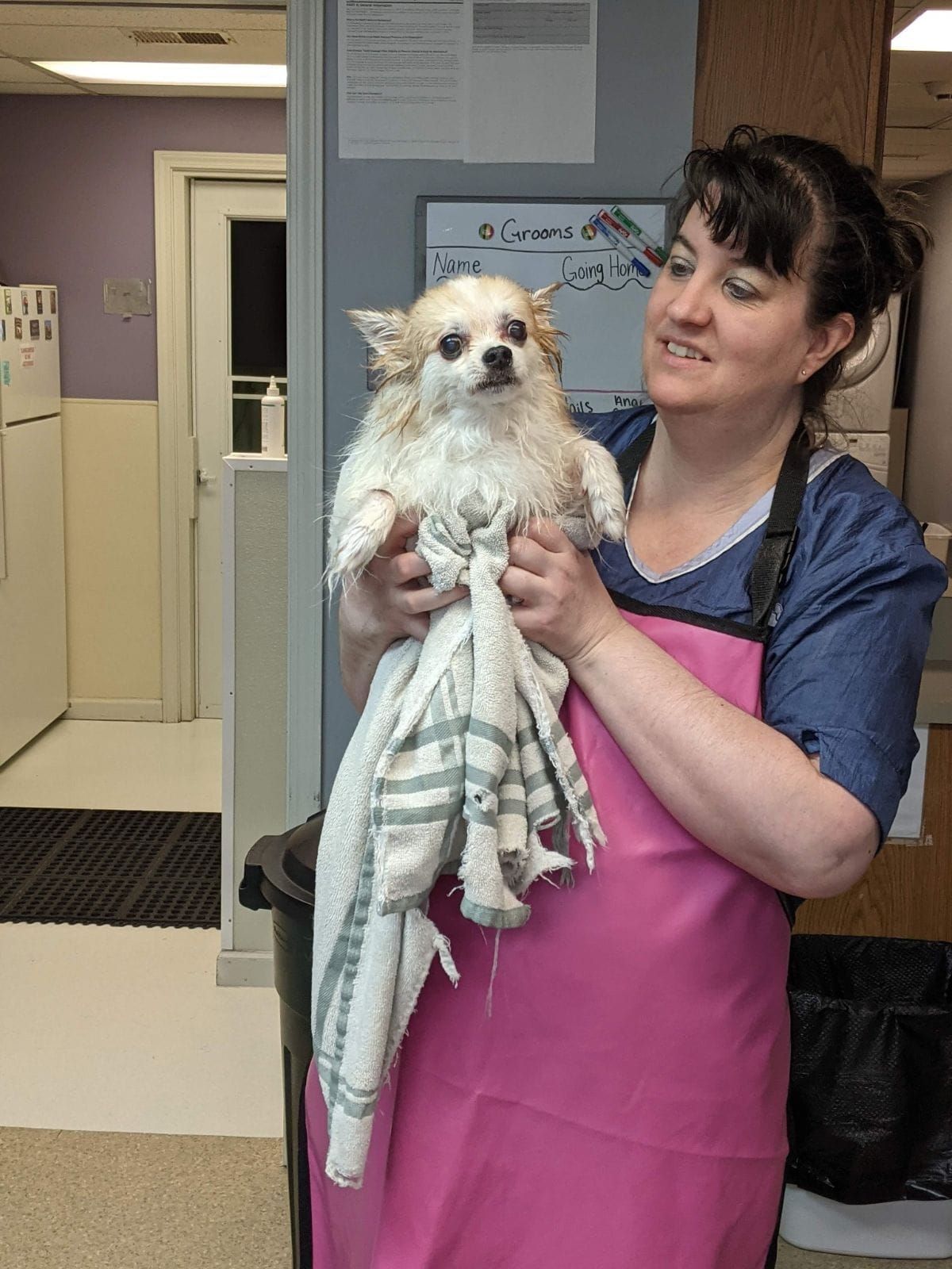A woman in a pink apron is holding a small white dog wrapped in a towel.