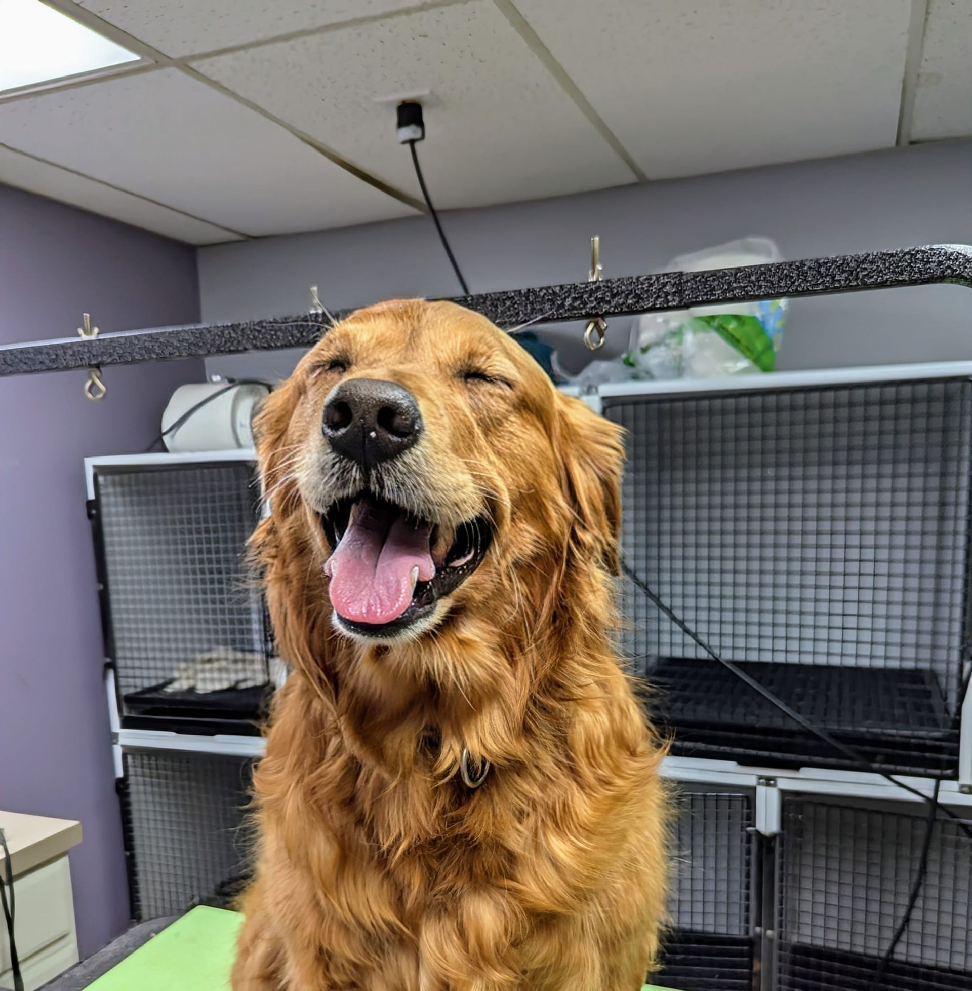 A brown dog with its tongue out is sitting on a table