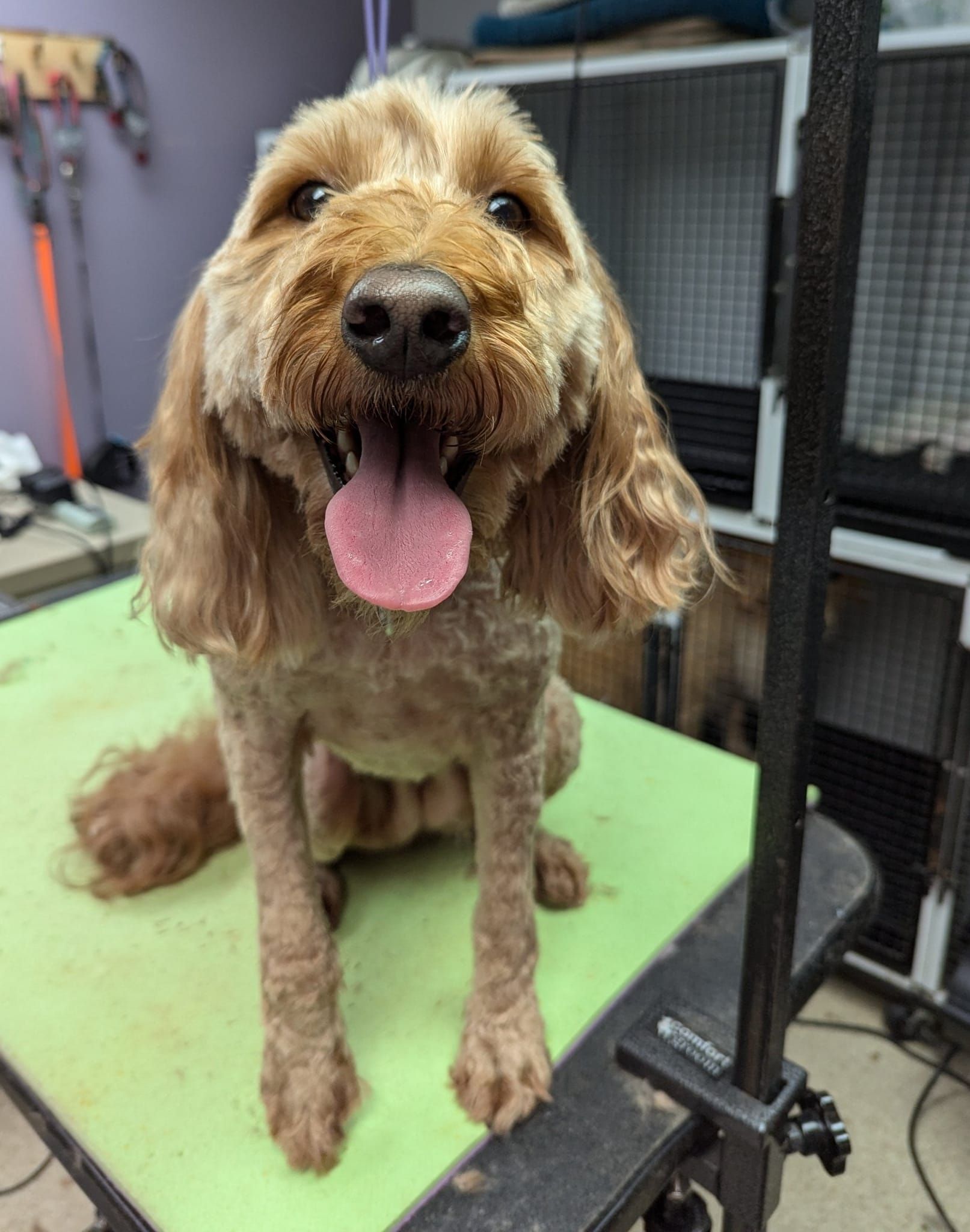 A brown dog is sitting on a green table with its tongue hanging out.