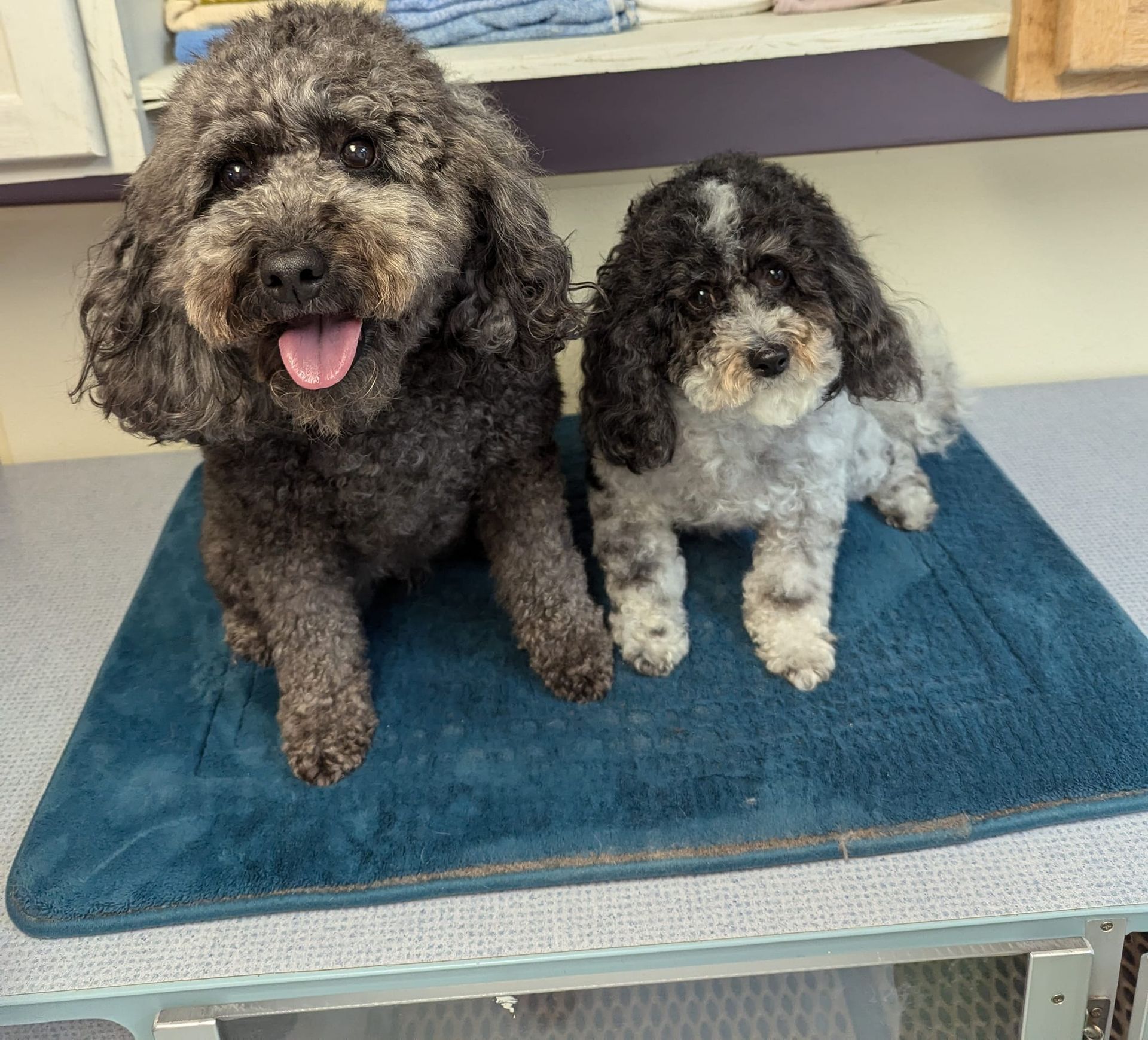 Two small dogs are sitting on a blue towel on a table.