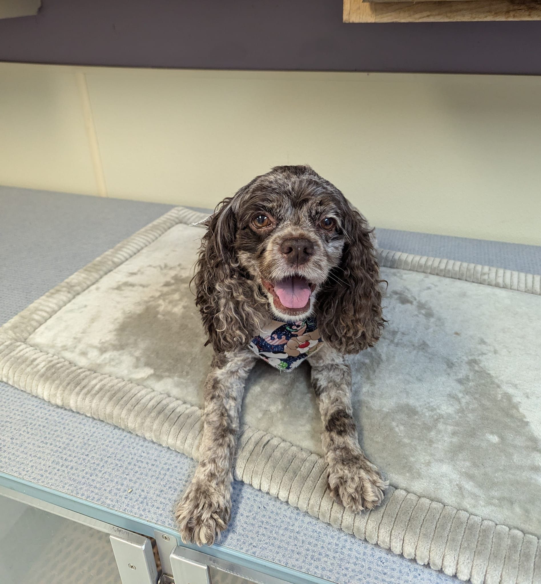 A brown dog is laying on a blanket on a table.