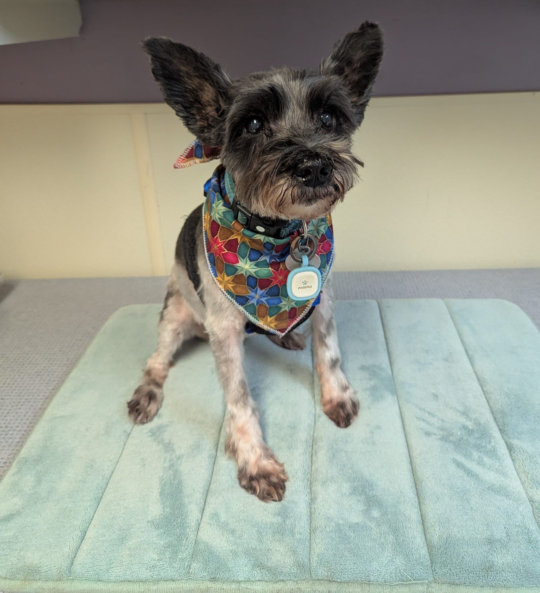 A small dog wearing a bandana is sitting on a mat