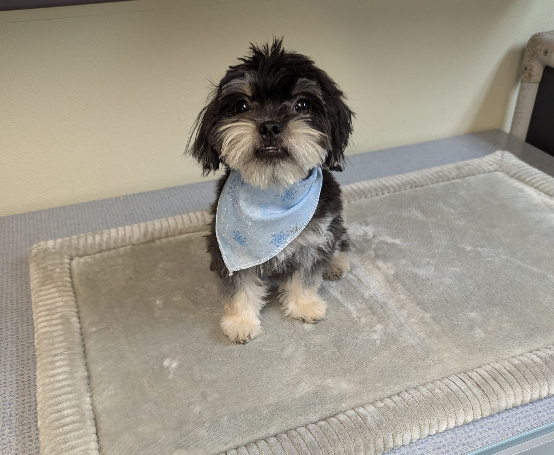 A small black and white dog wearing a blue bandana is sitting on a rug.