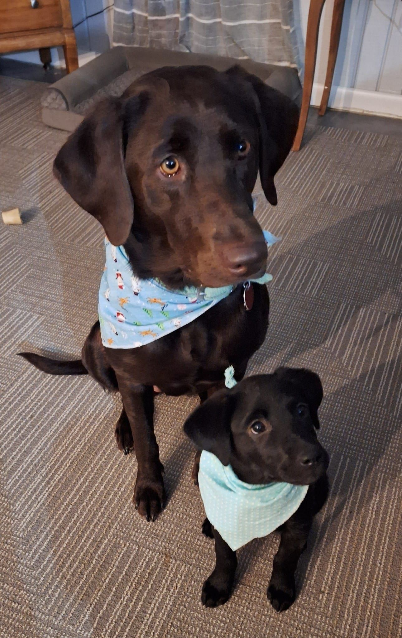 Two dogs wearing bandanas are sitting next to each other on the floor.
