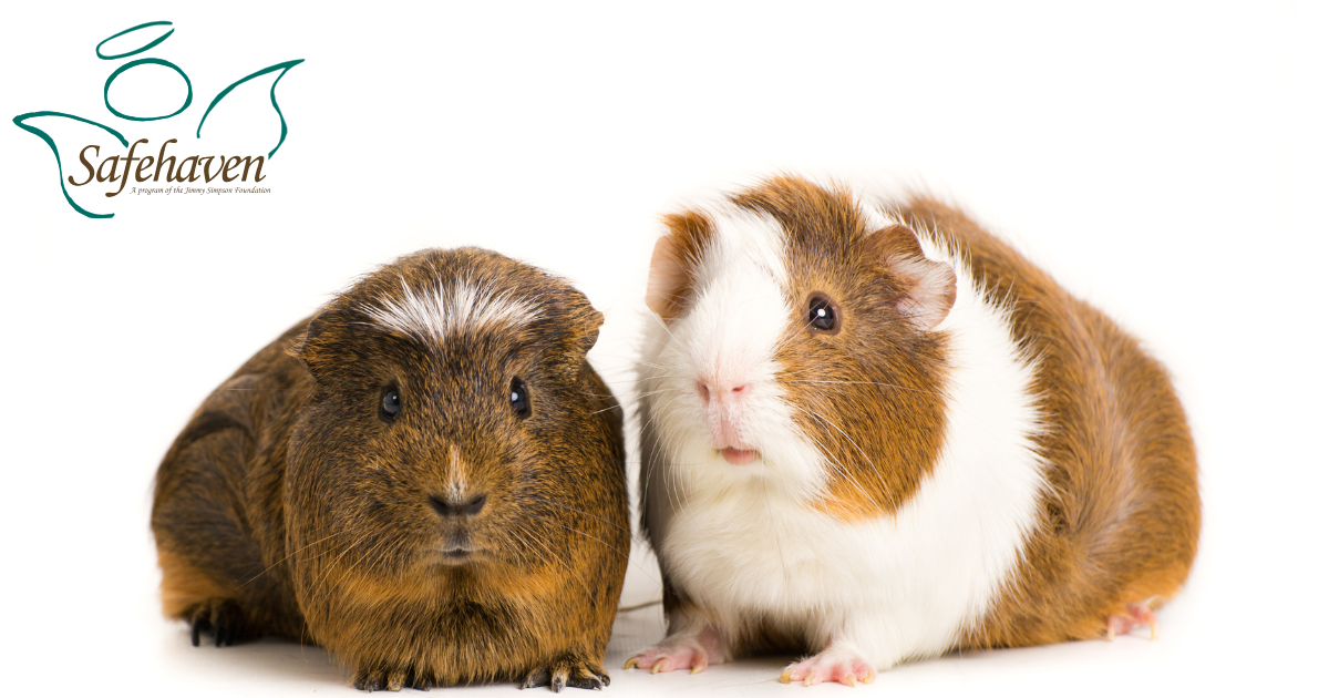 Cuddles & Calm: Guinea Pig Therapy Visit at Safehaven