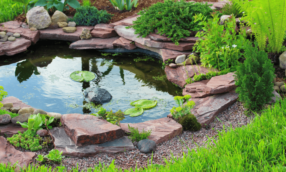 A pond surrounded by rocks and plants in a garden