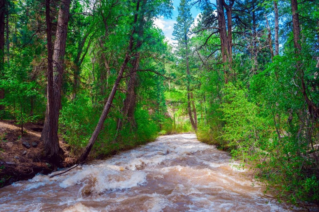 fishlake national forest