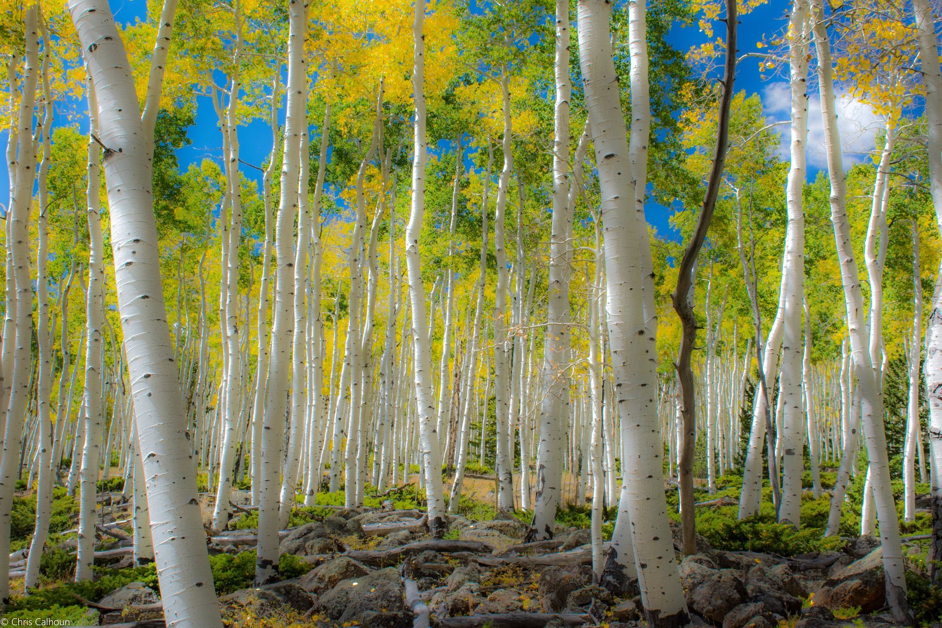 aspens