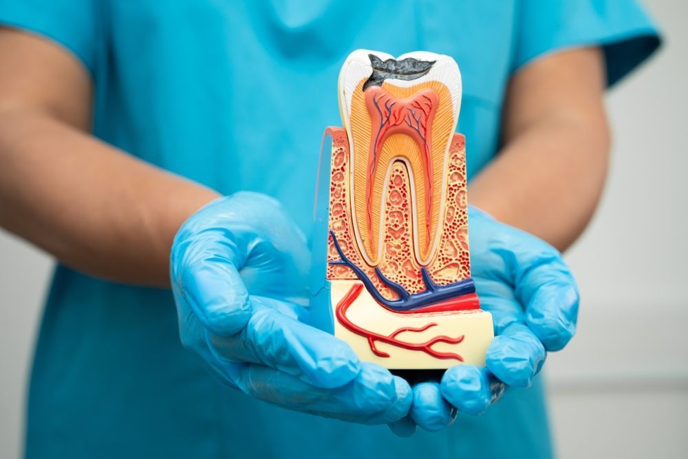 A dentist is holding a model of a tooth in his hands.