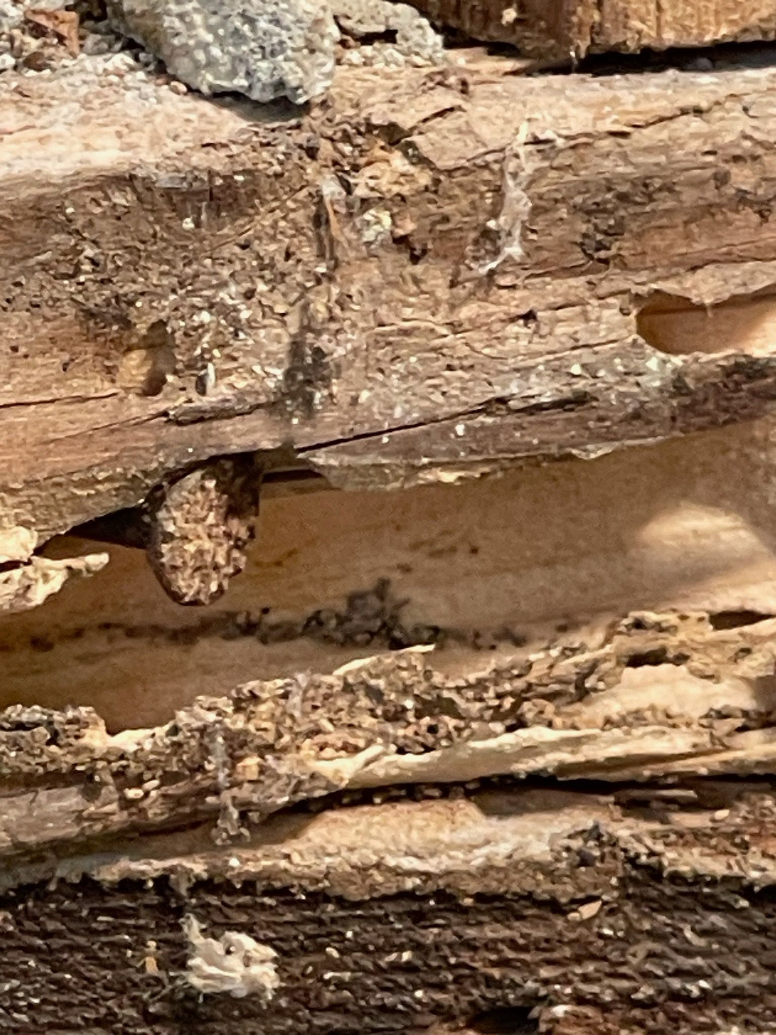 A close up of a piece of wood with holes in it.