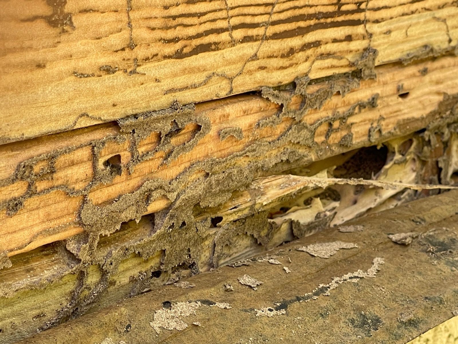 A close up of termites eating a piece of wood.