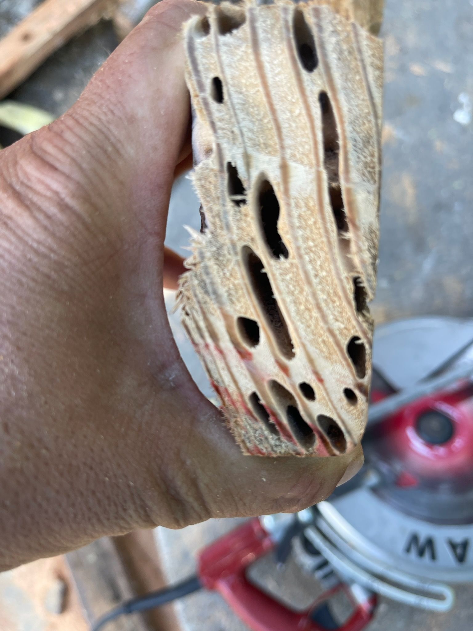 A person is holding a piece of wood in their hand.