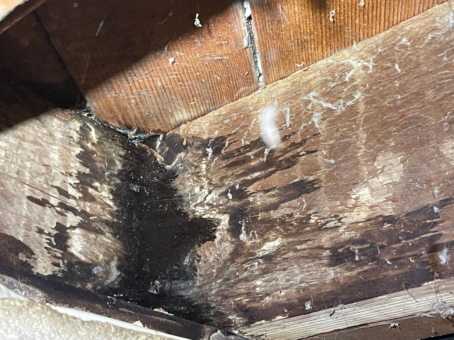 A close up of a piece of wood with water coming out of it.