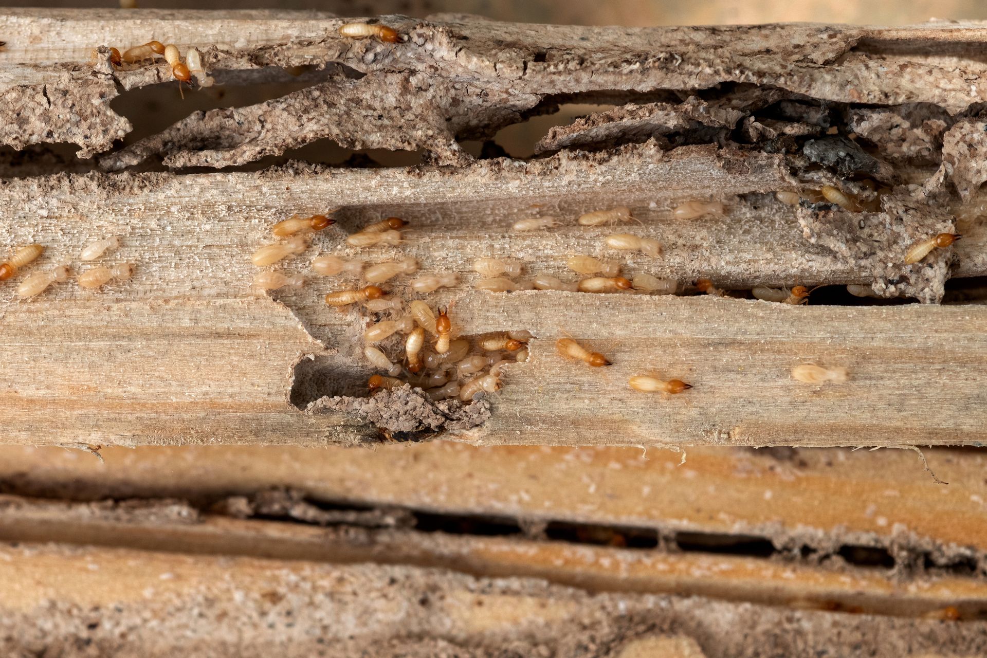 A bunch of termites are crawling on a piece of wood.