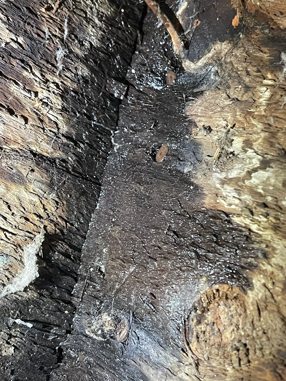 A close up of a piece of wood with a hole in it.