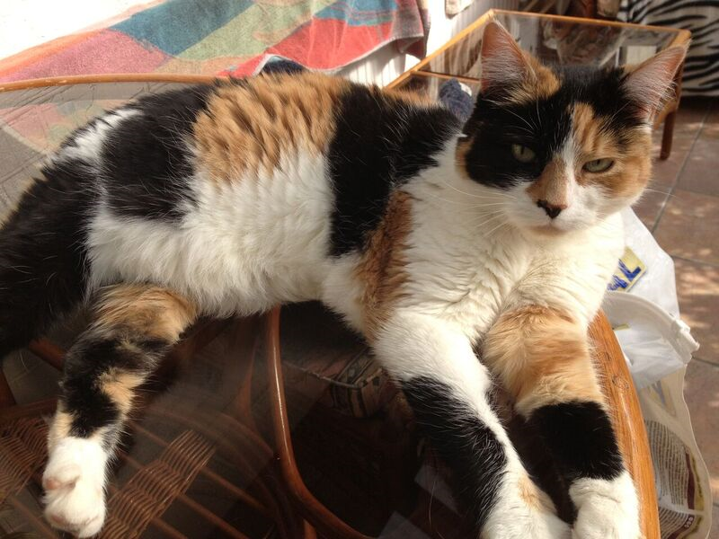 cat with brown, white and black fur