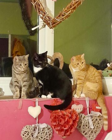 three cats
