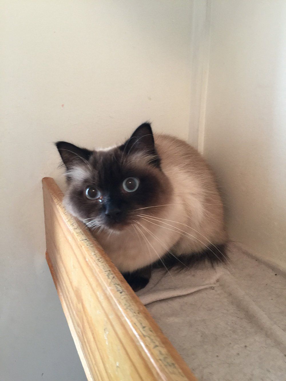 Cat with white and black fur