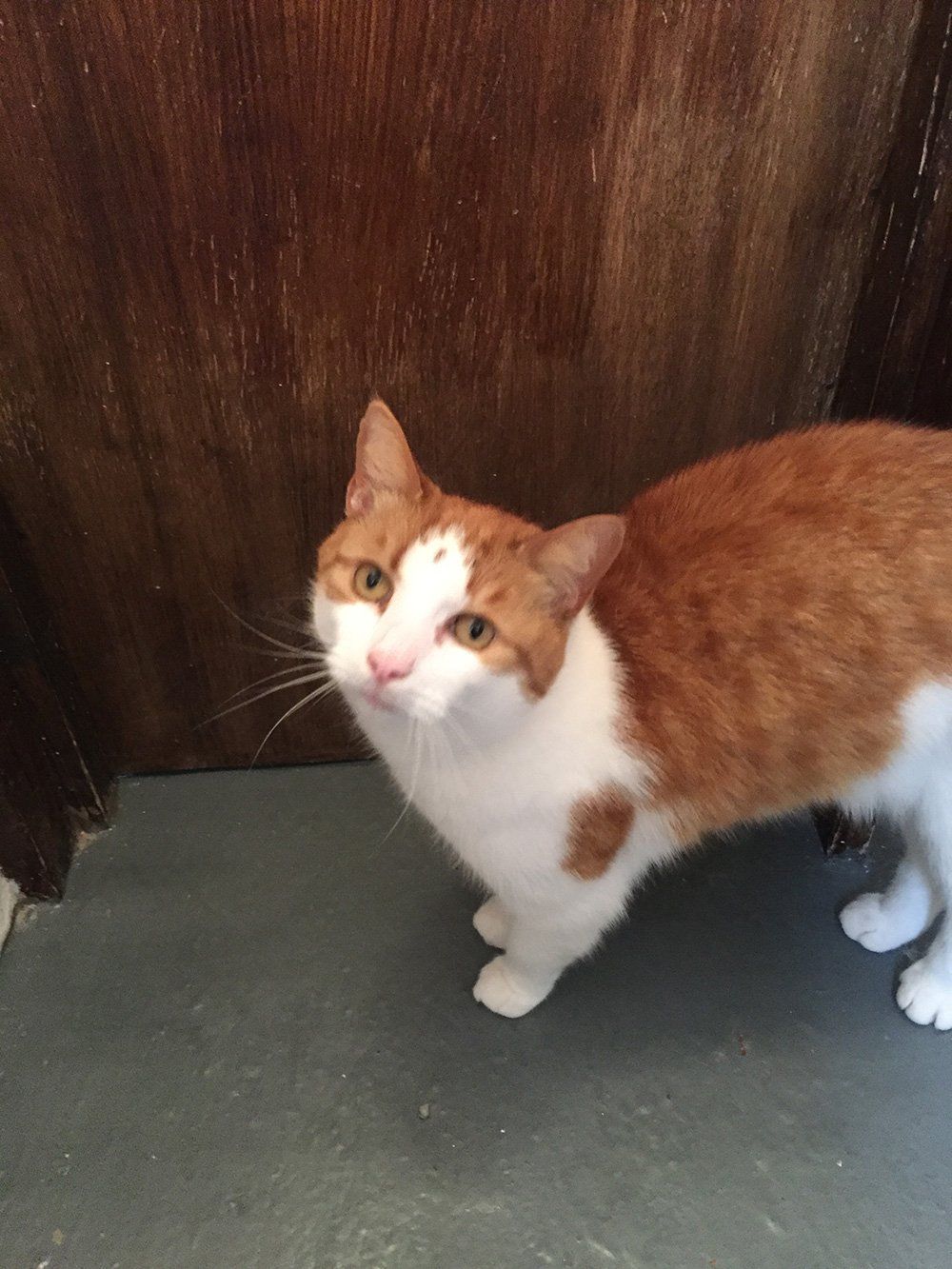 brown and white fur cat
