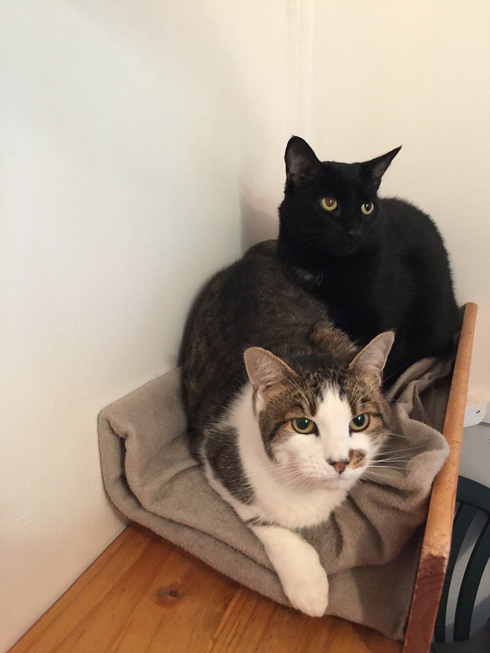 two cats on the chair