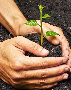 Planting a tree