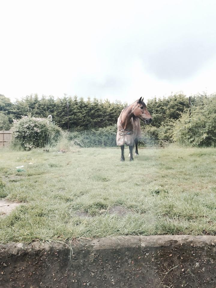 Horse riding example 3