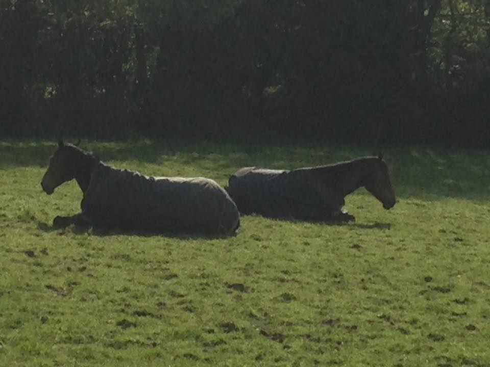 Horse riding example 2