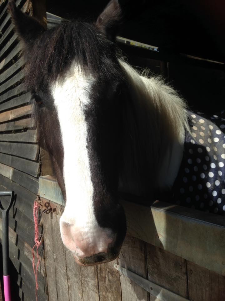 Horse riding example 6