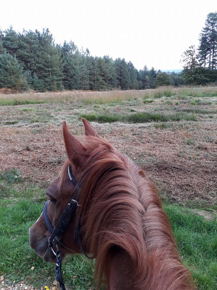 Horse riding example 5